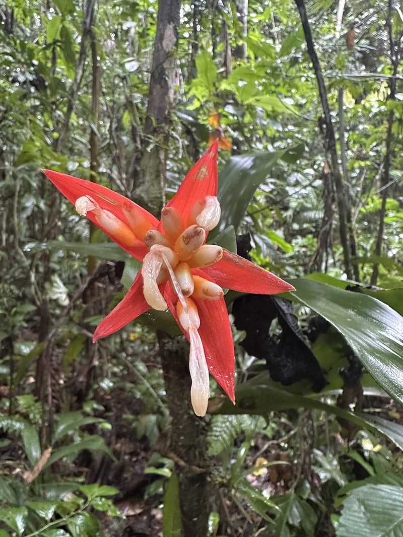 Aechmea corymbosa photo 5