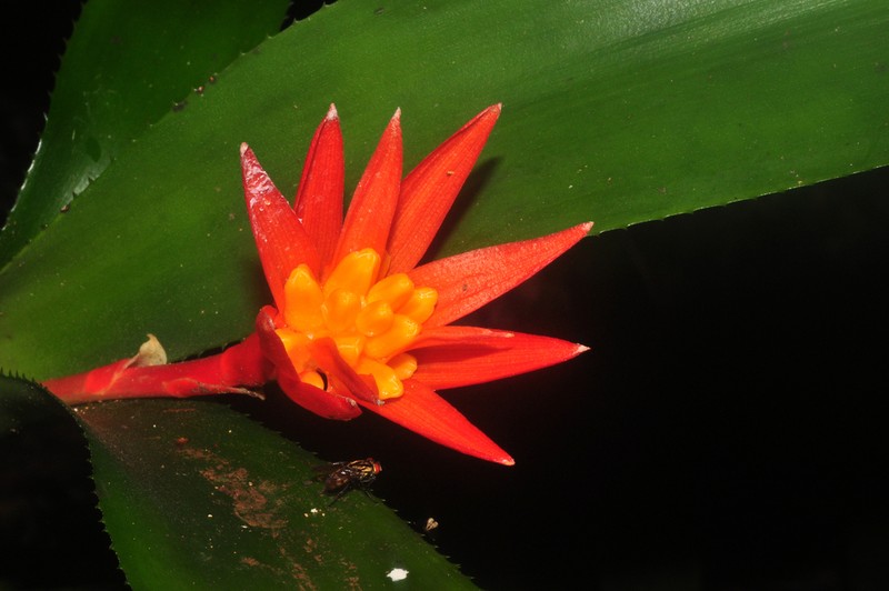 Aechmea corymbosa photo 6
