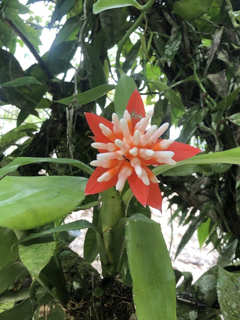 Aechmea corymbosa photo 7