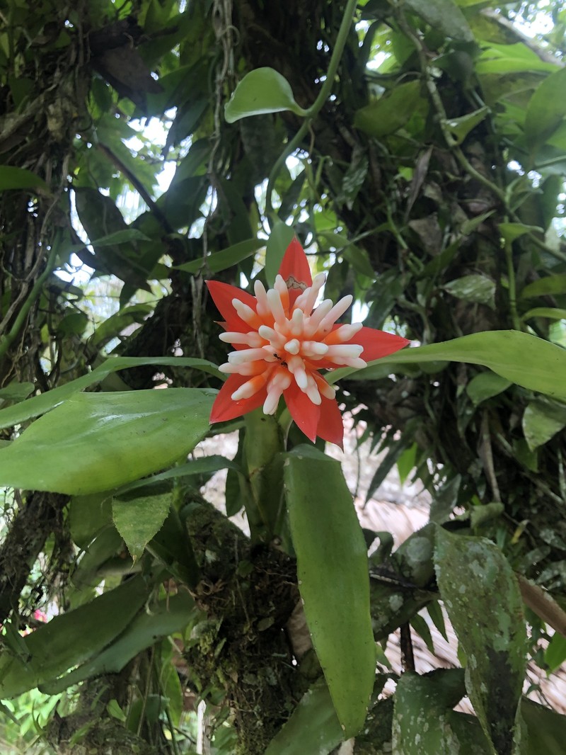 Aechmea corymbosa photo 8