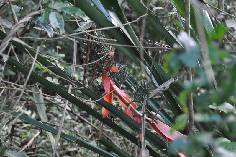 Aechmea costantinii photo 2