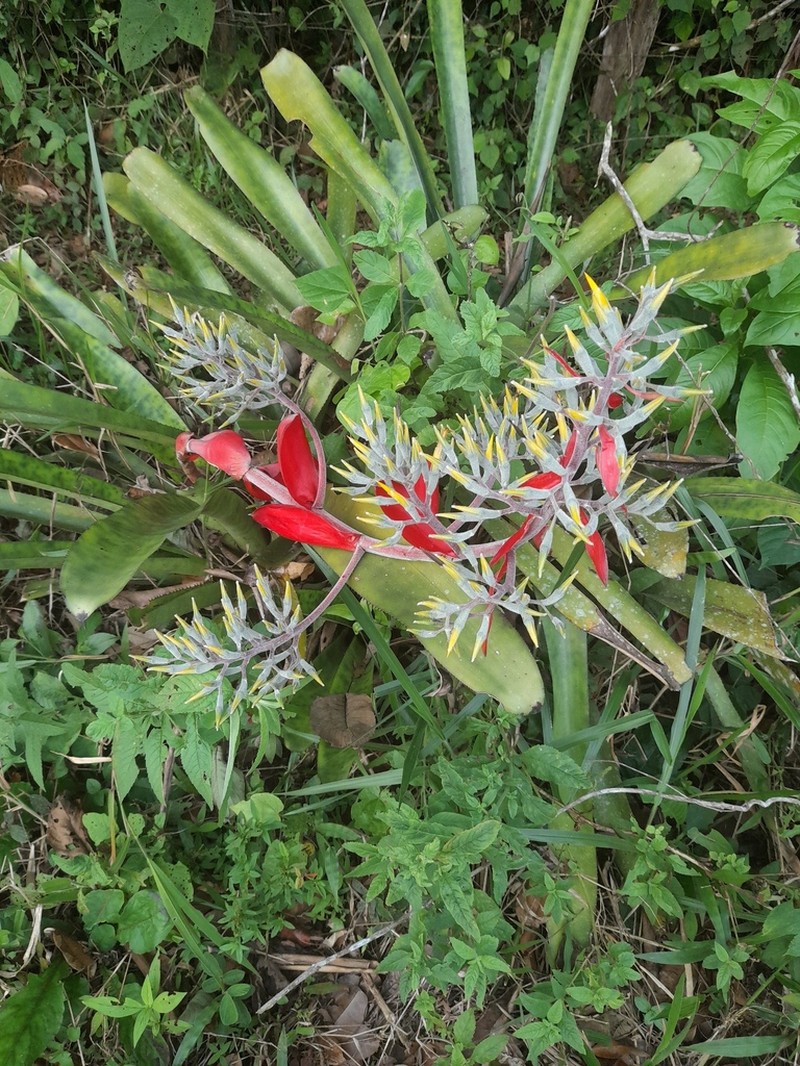 Aechmea costantinii photo 3