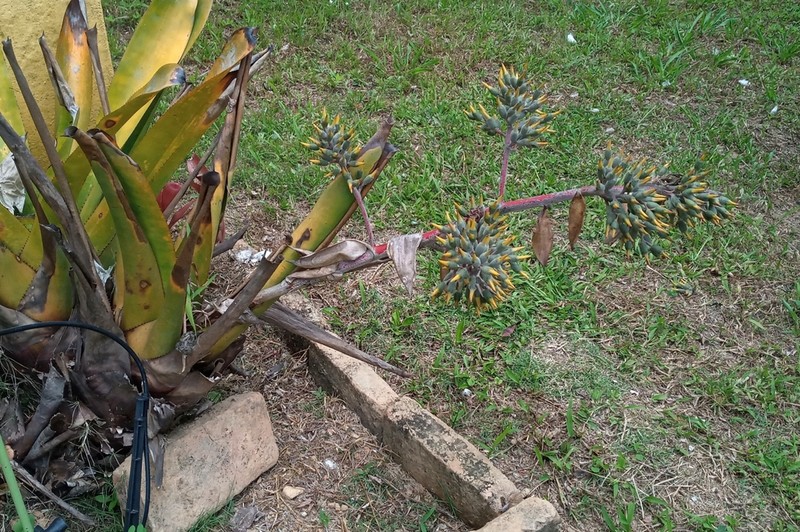 Aechmea costantinii photo 4