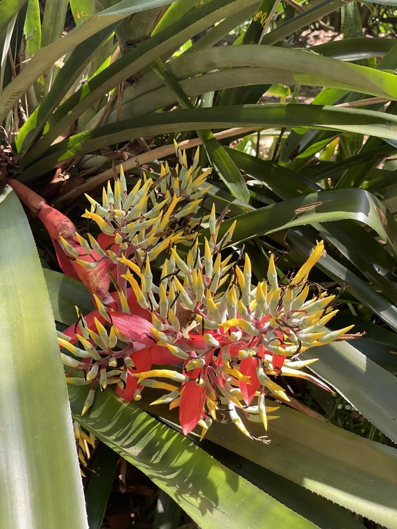 Aechmea costantinii photo 5