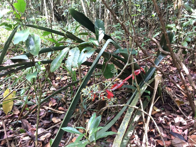 Aechmea costantinii photo 6