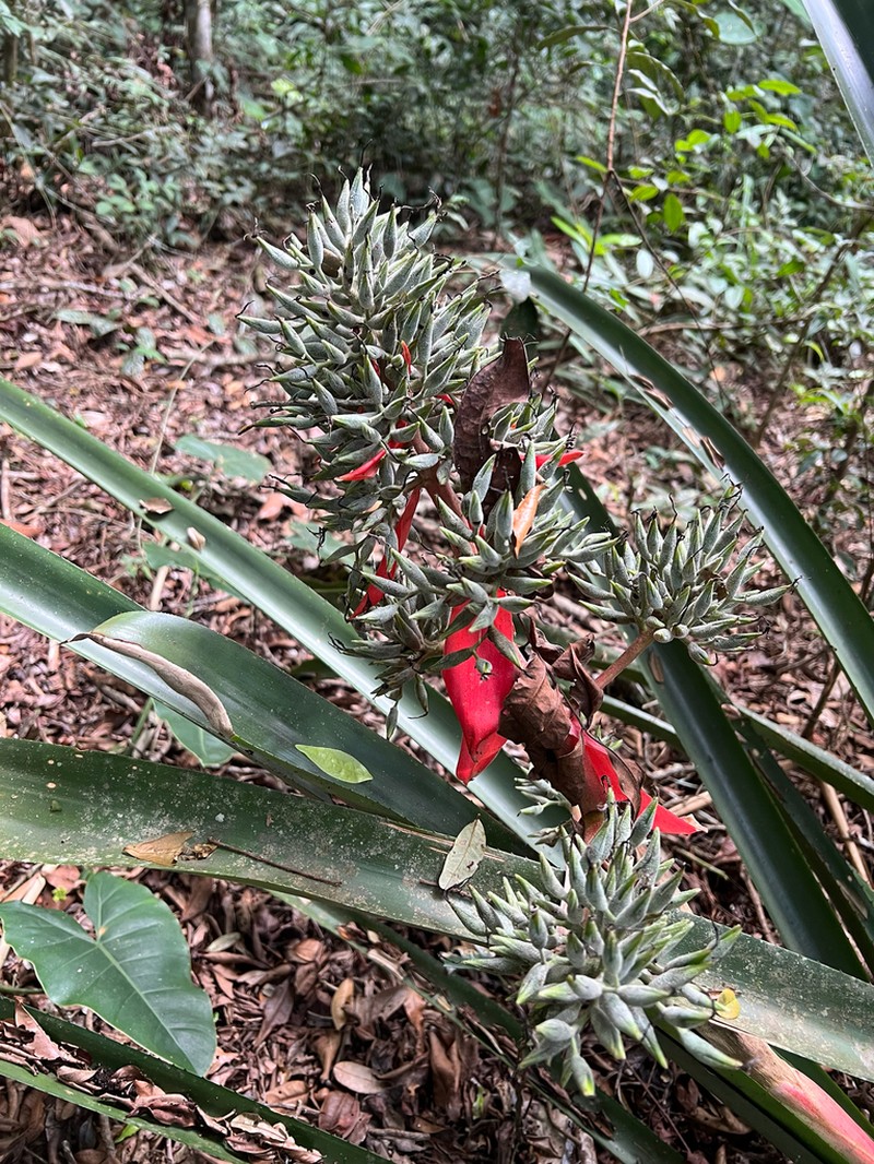 Aechmea costantinii photo 7