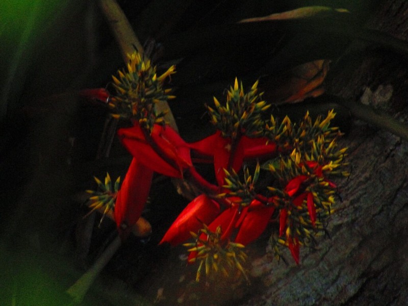 Aechmea costantinii photo 8