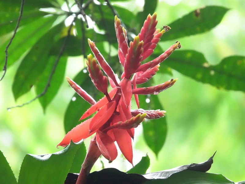 Aechmea cucullata photo 3