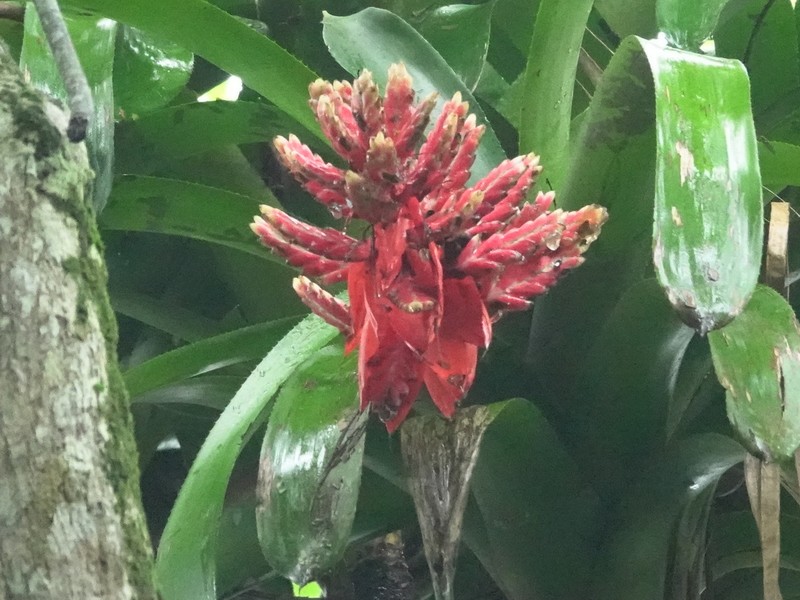 Aechmea cucullata photo 5