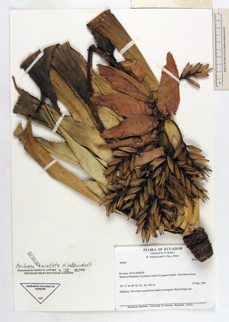 Aechmea cucullata photo 8