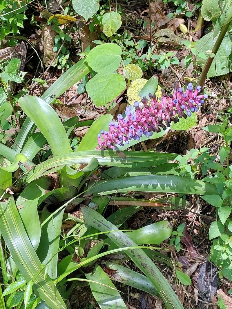 Aechmea cylindrata photo 2