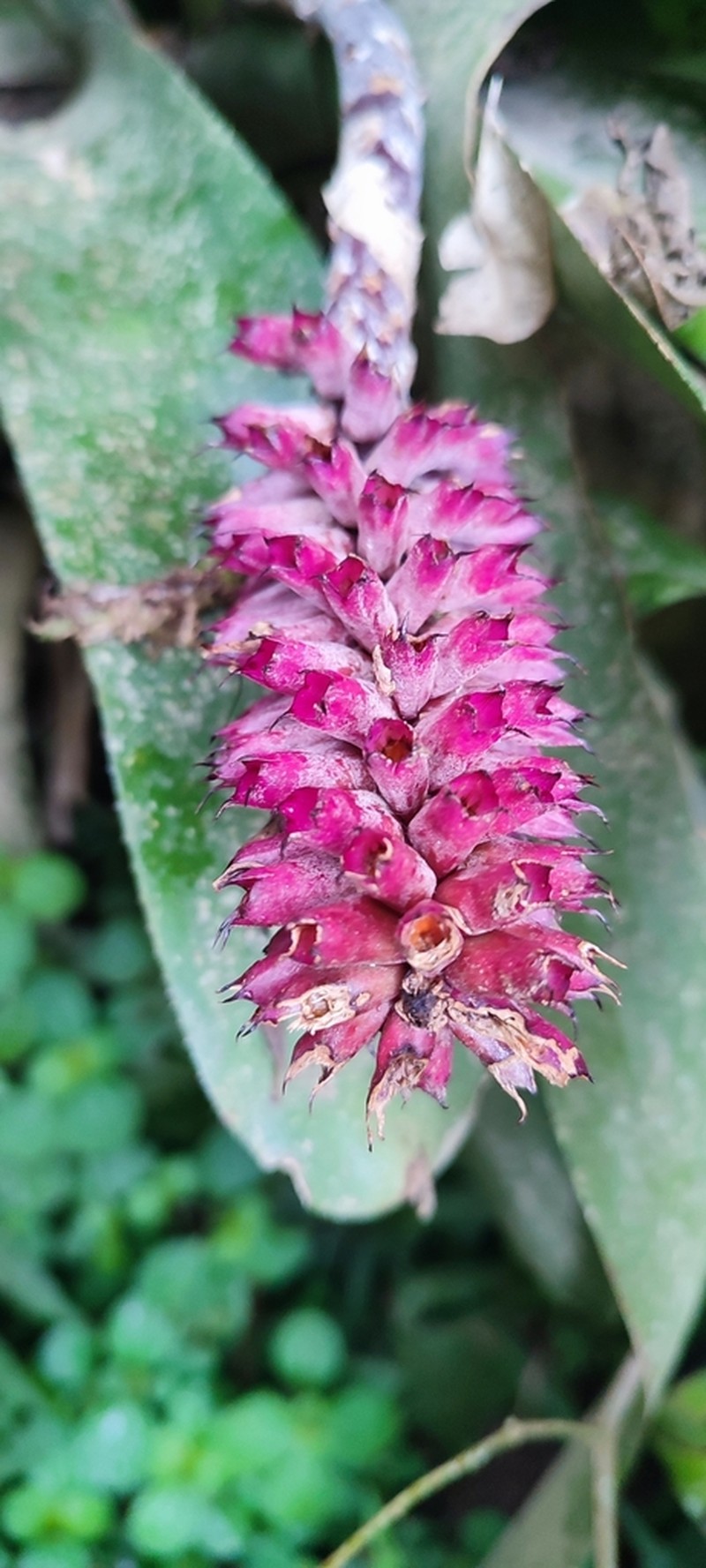 Aechmea cylindrata photo 3