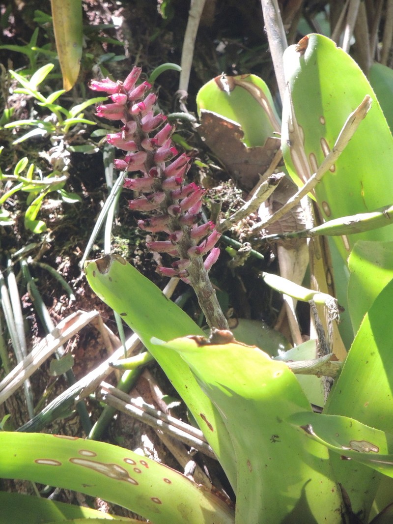 Aechmea cylindrata photo 4