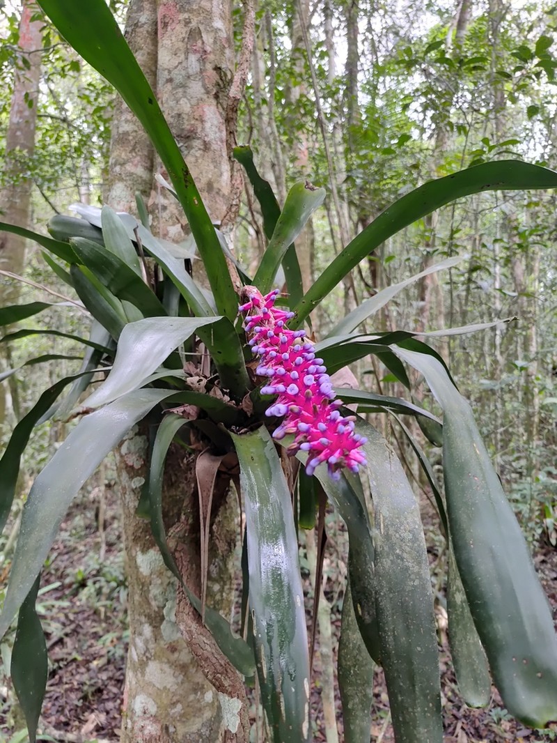 Aechmea cylindrata photo 5