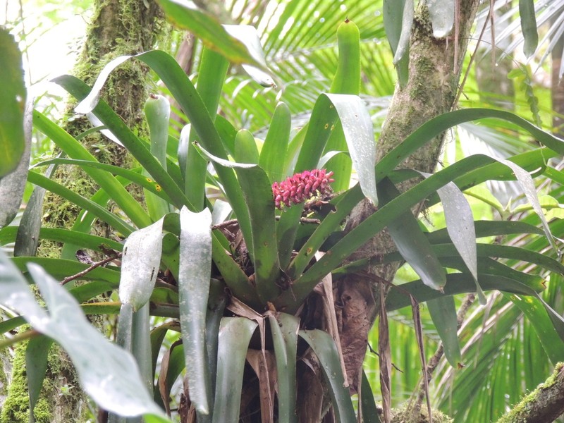 Aechmea cylindrata photo 6