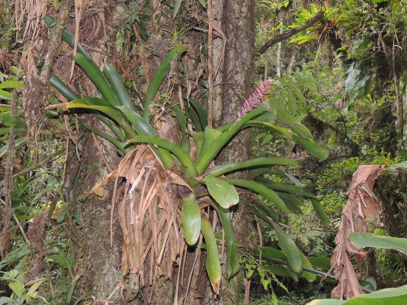Aechmea cylindrata photo 7