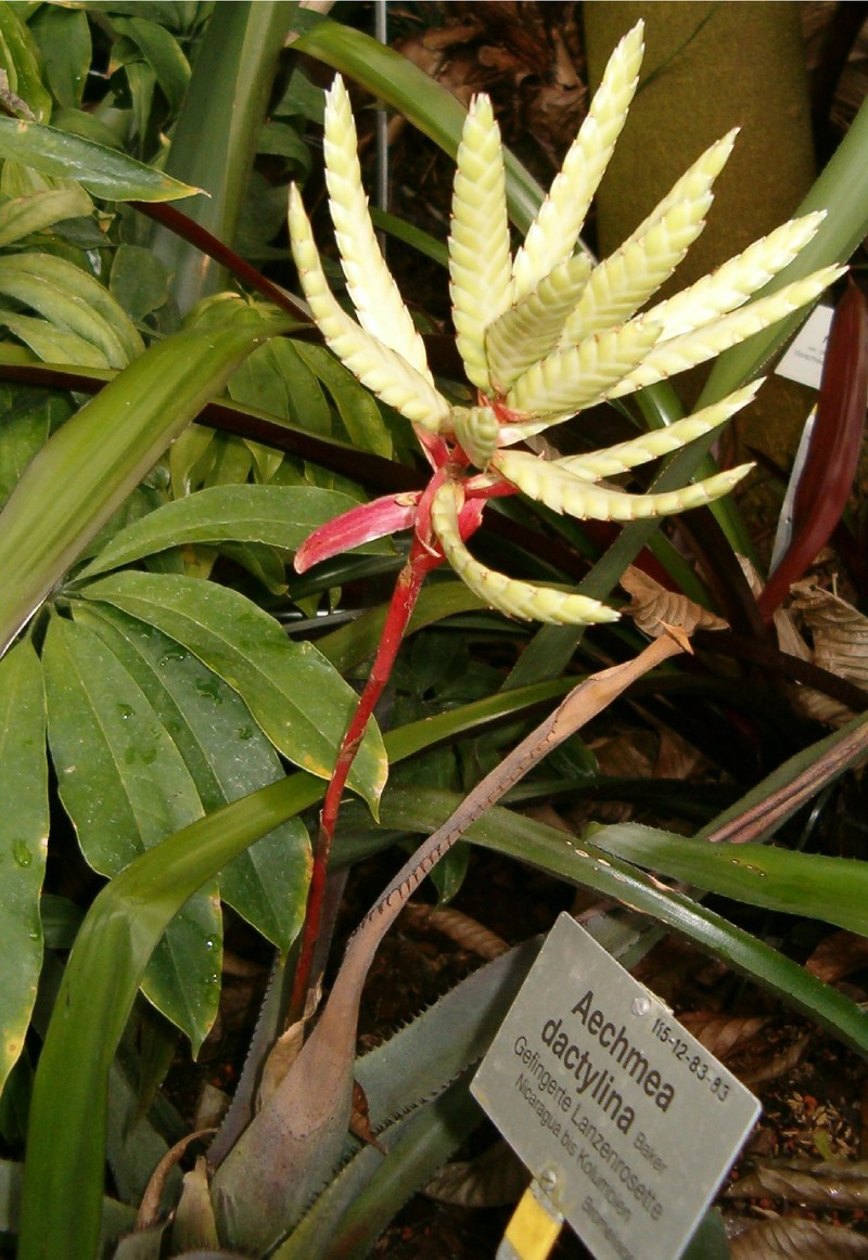 Aechmea dactylina