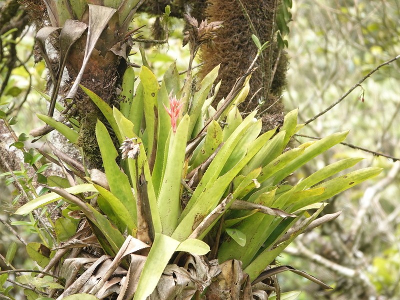 Aechmea dactylina photo 2