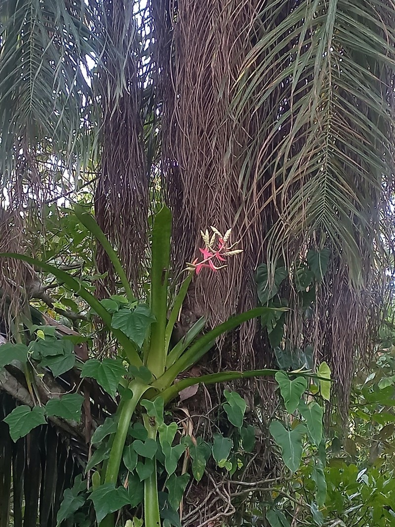 Aechmea dactylina photo 3