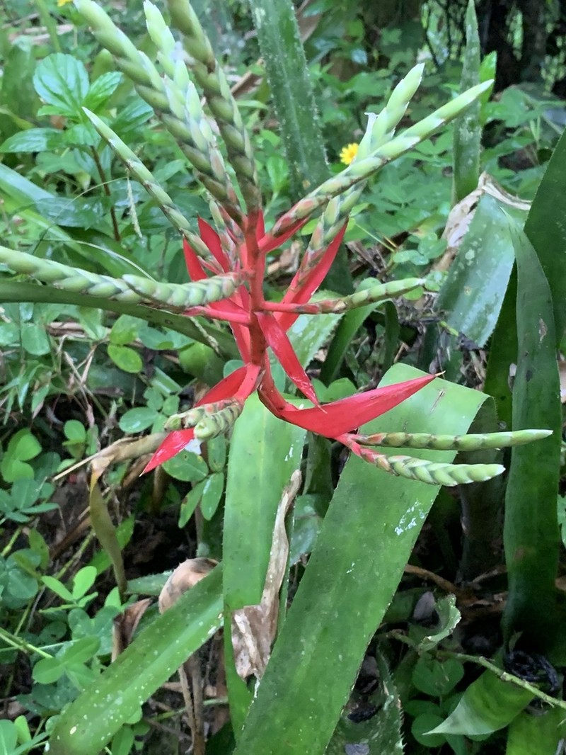 Aechmea dactylina photo 4