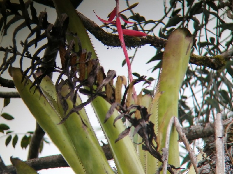 Aechmea dactylina photo 5