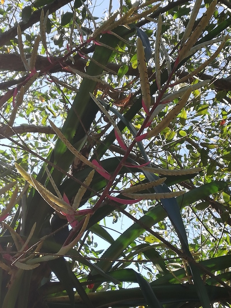 Aechmea dactylina photo 6