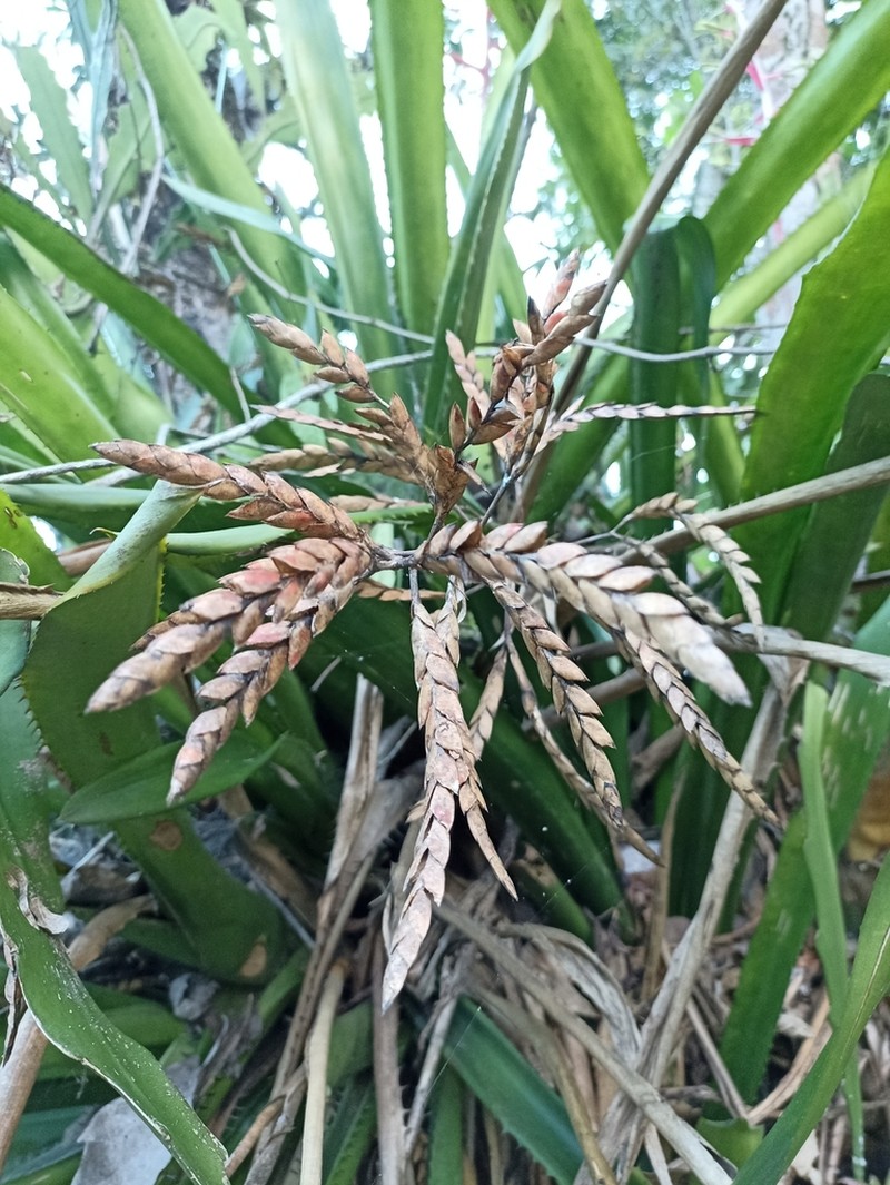 Aechmea dactylina photo 8