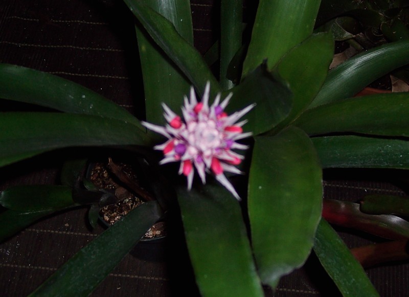 Aechmea dealbata