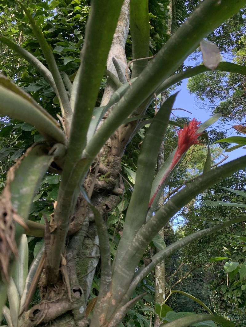 Aechmea dealbata photo 2