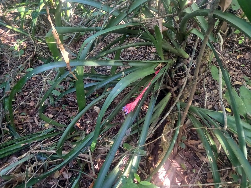 Aechmea dealbata photo 3