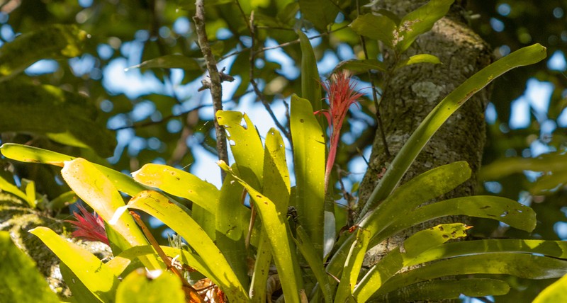 Aechmea dealbata photo 4