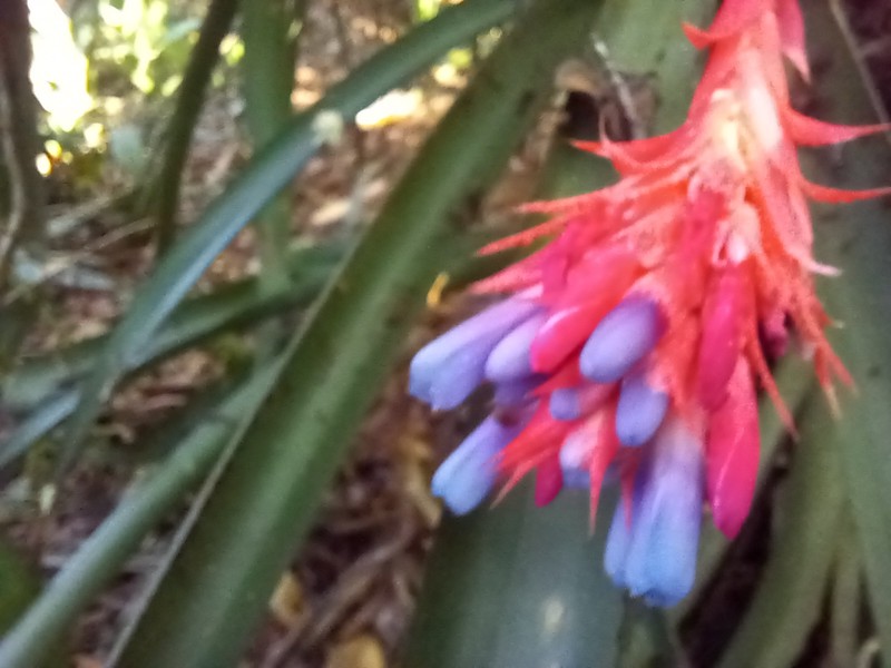 Aechmea dealbata photo 5
