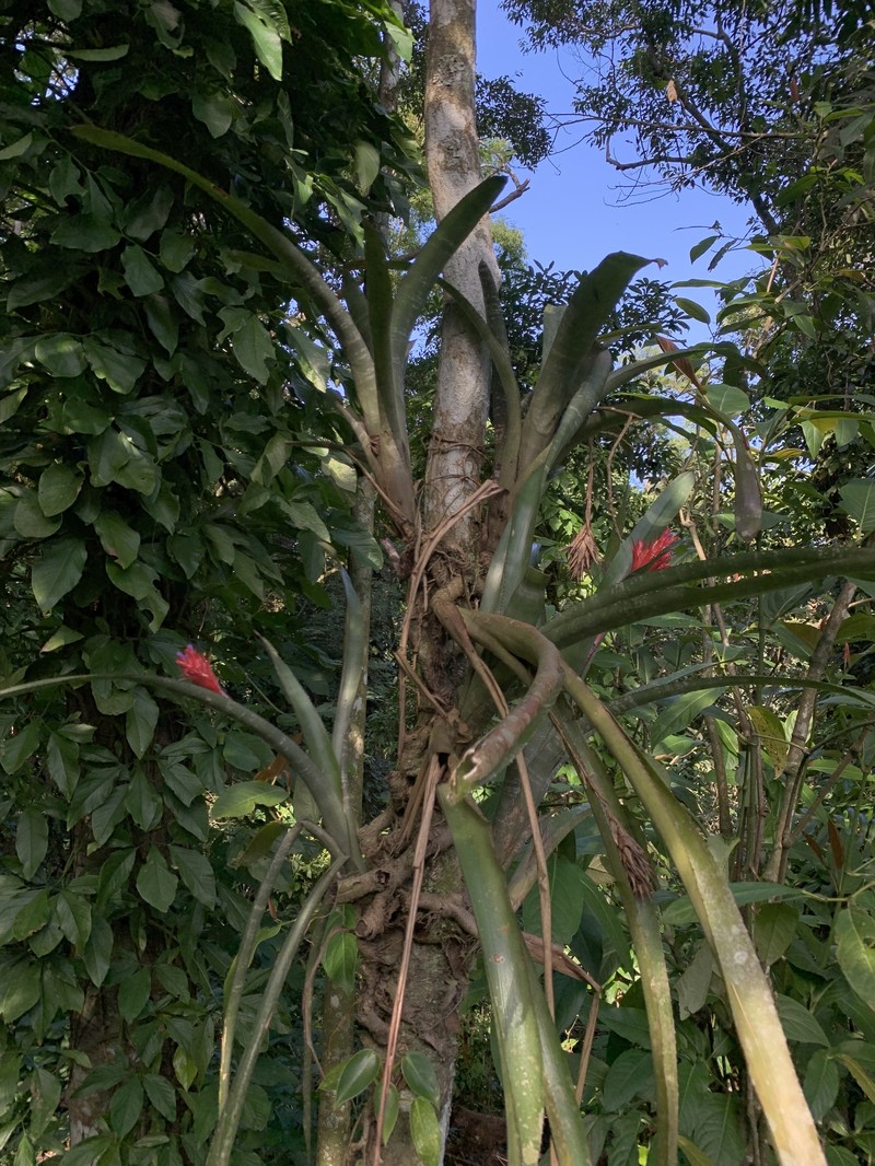 Aechmea dealbata photo 7