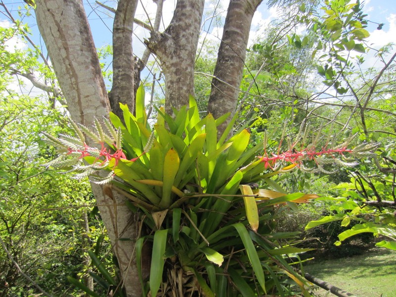 Aechmea dichlamydea photo 2