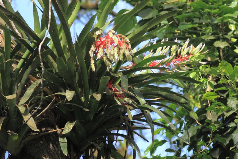 Aechmea dichlamydea photo 3