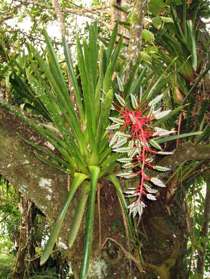 Aechmea dichlamydea photo 4