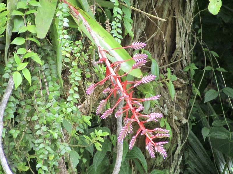 Aechmea dichlamydea photo 5