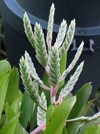 Aechmea dichlamydea