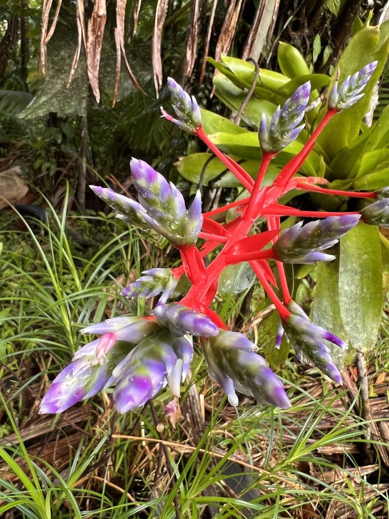 Aechmea dichlamydea photo 7