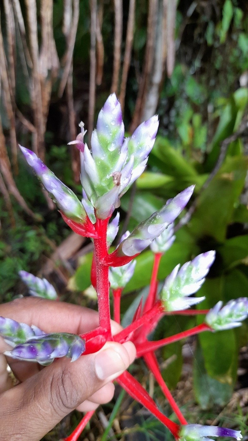 Aechmea dichlamydea photo 8