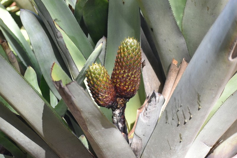 Aechmea digitata photo 2