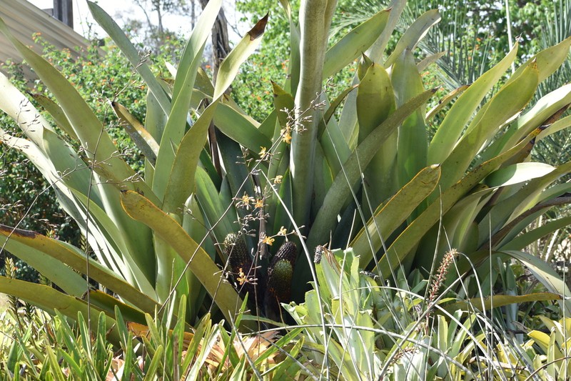 Aechmea digitata photo 3