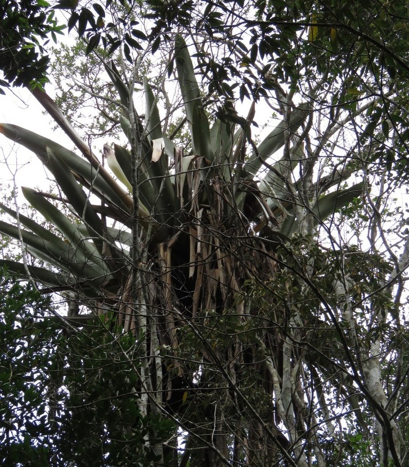Aechmea digitata photo 5