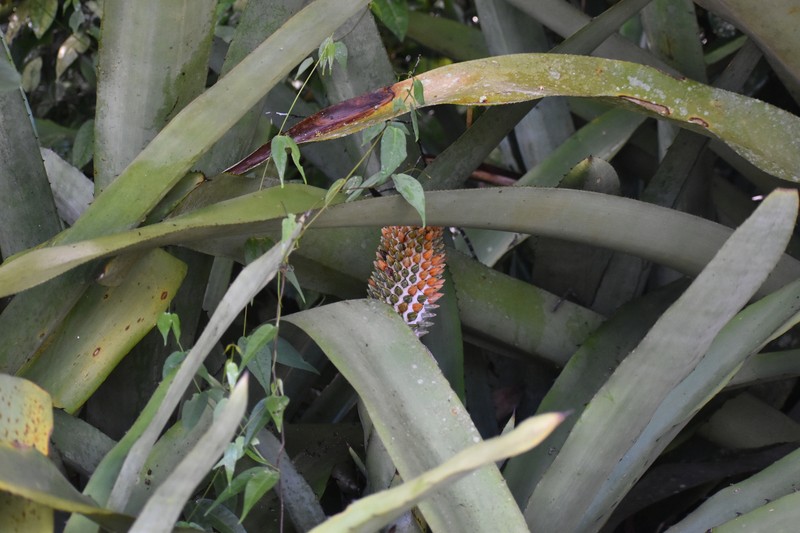 Aechmea digitata photo 6