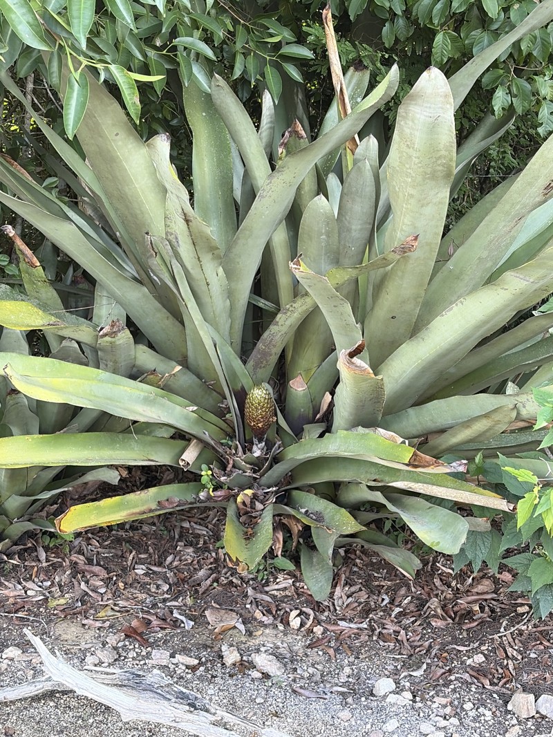 Aechmea digitata photo 8