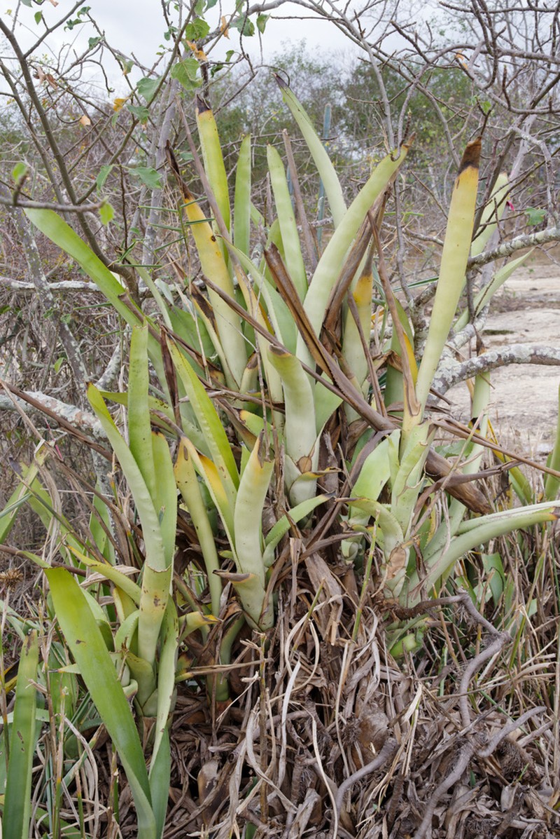 Aechmea disjuncta photo 2