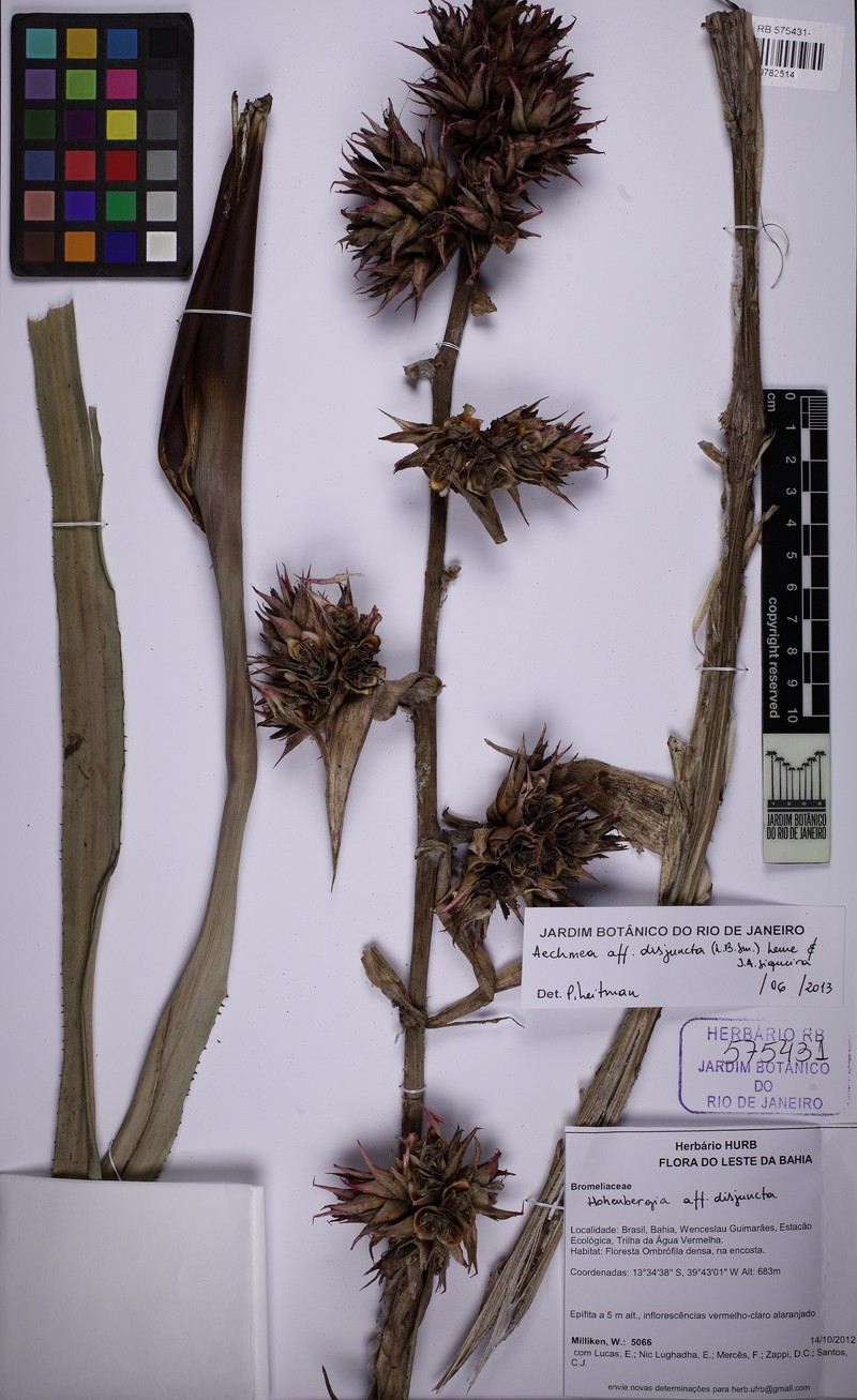 Aechmea disjuncta photo 4