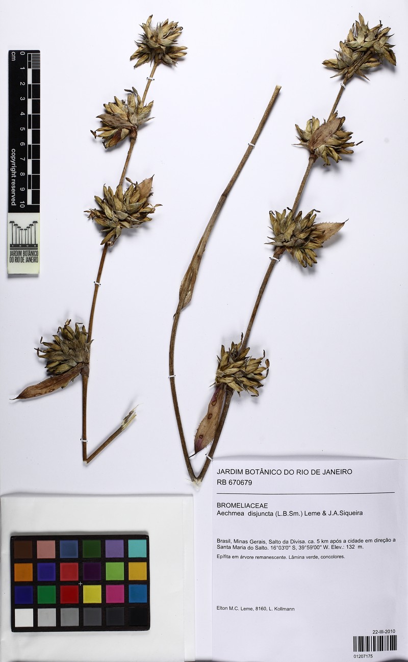 Aechmea disjuncta photo 5
