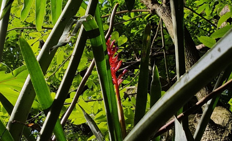 Aechmea distichantha photo 2