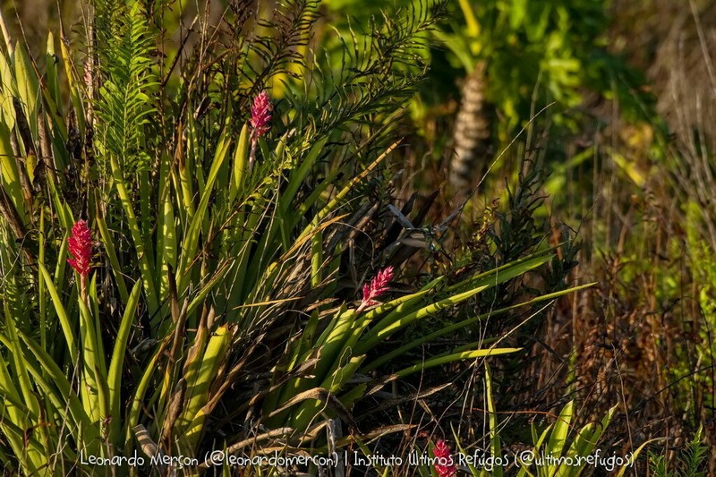 Aechmea distichantha photo 3